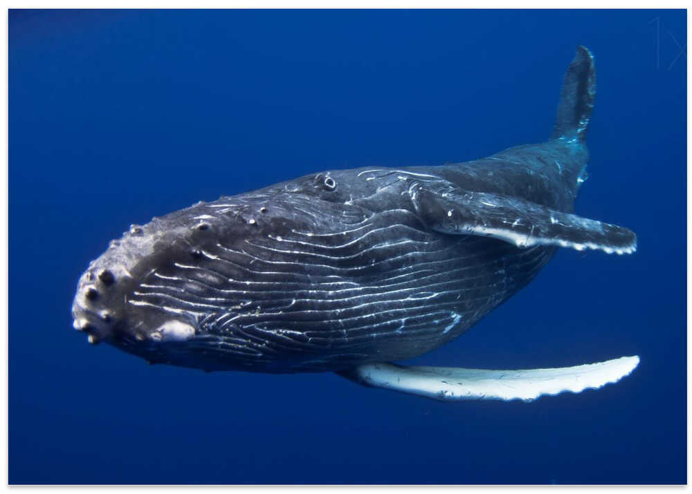 Humpback Whale calf, Reunion Island