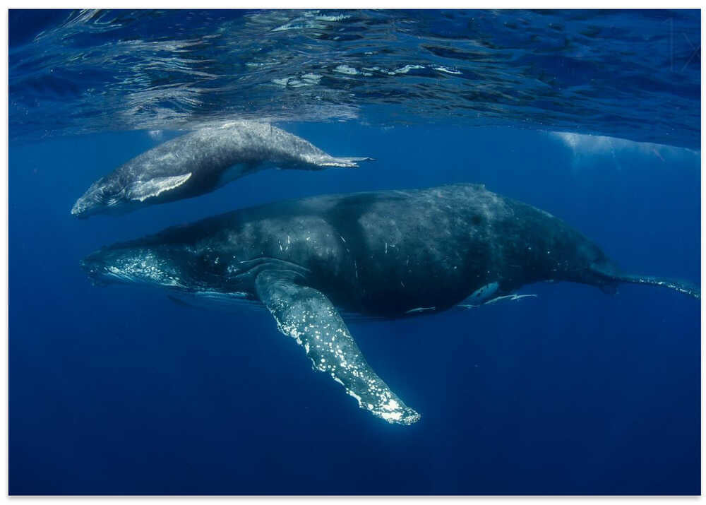 Humpback Whales, Reunion Island