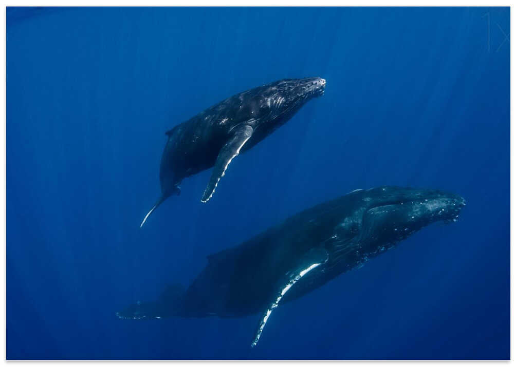 Humpback Whales, Reunion Island