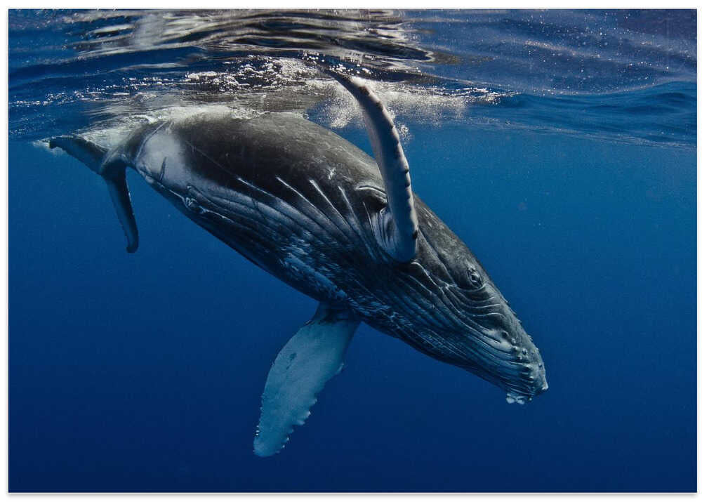 Humpback Whale Calf, Reunion Island