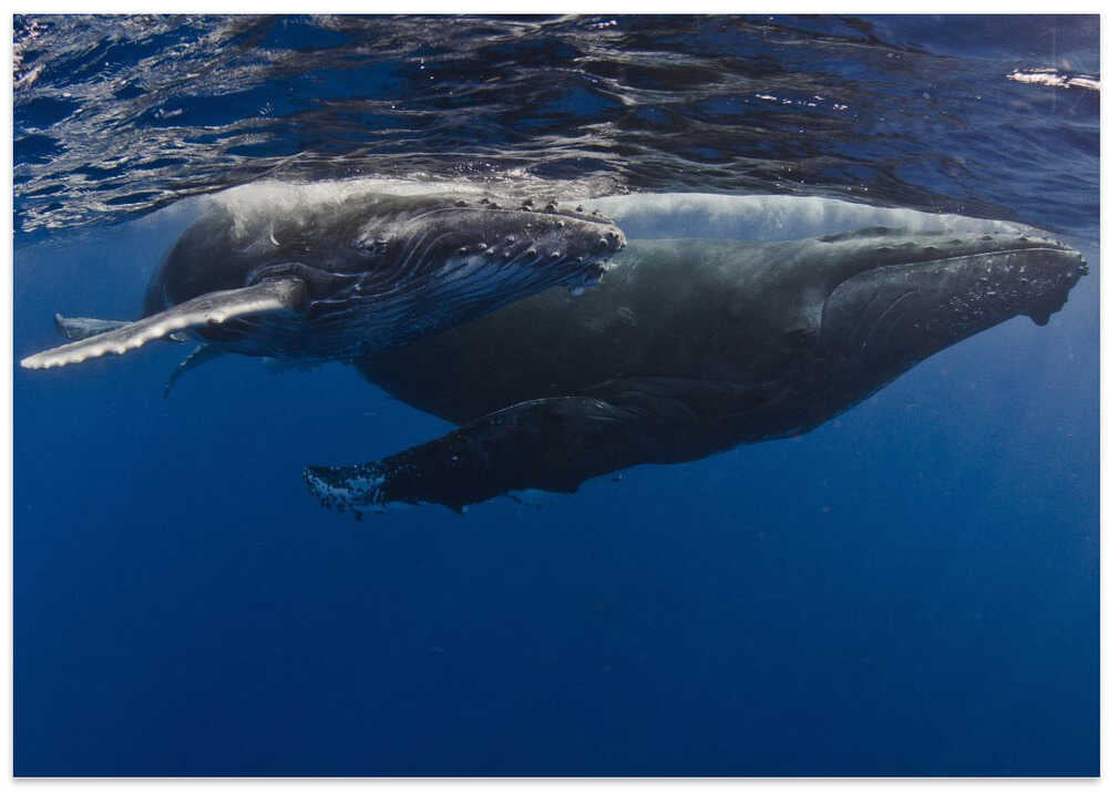 Humpback Whales, Reunion Island