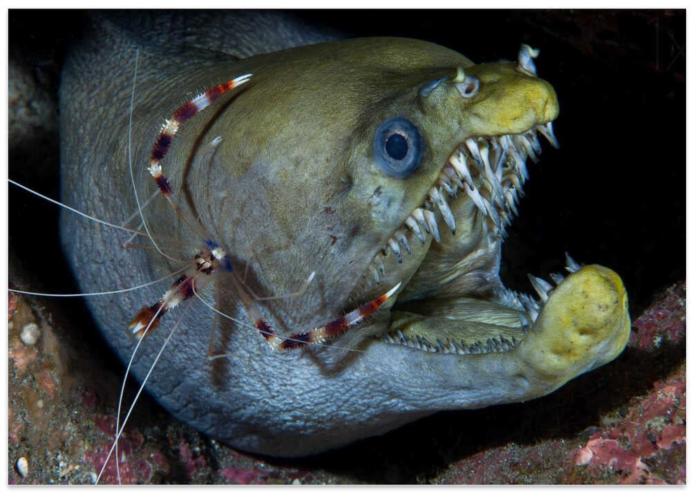 Viper moray and boxer shrimp