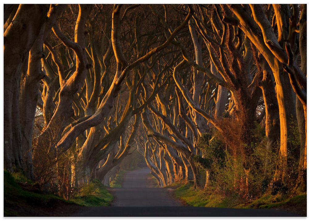 The Dark Hedges in the Morning Sunshine
