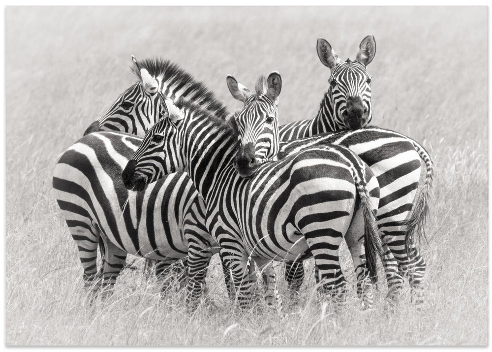 Zebras