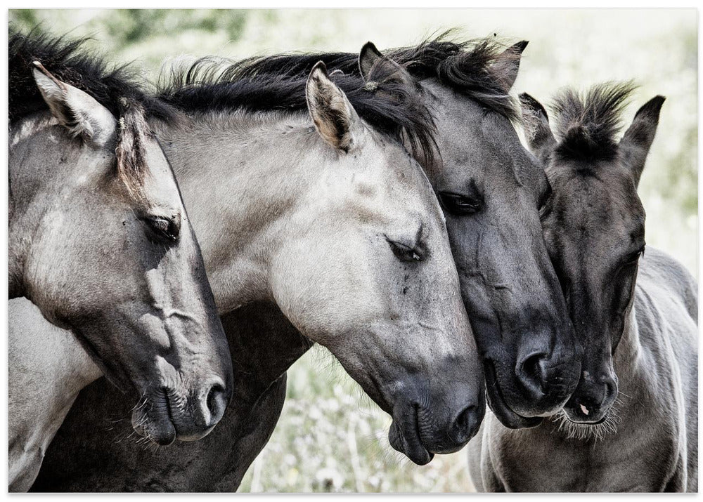 Four Konik Horses