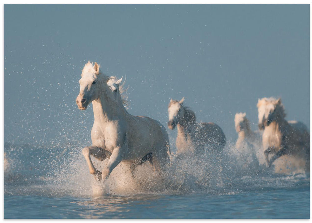Angels of Camargue