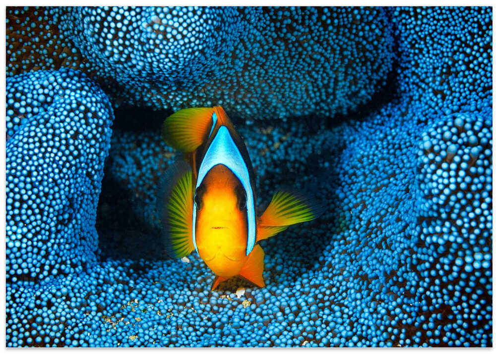 Clownfish in blue anémon