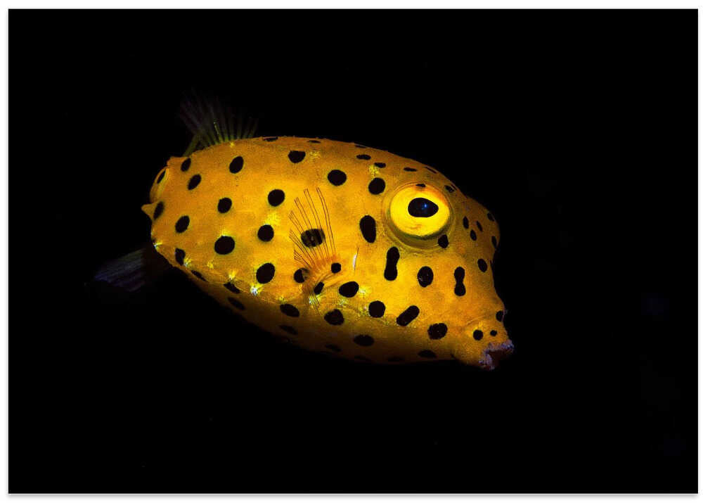 Yellow Boxfish