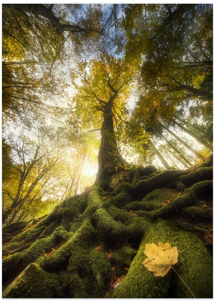 The goodbye of a leaf