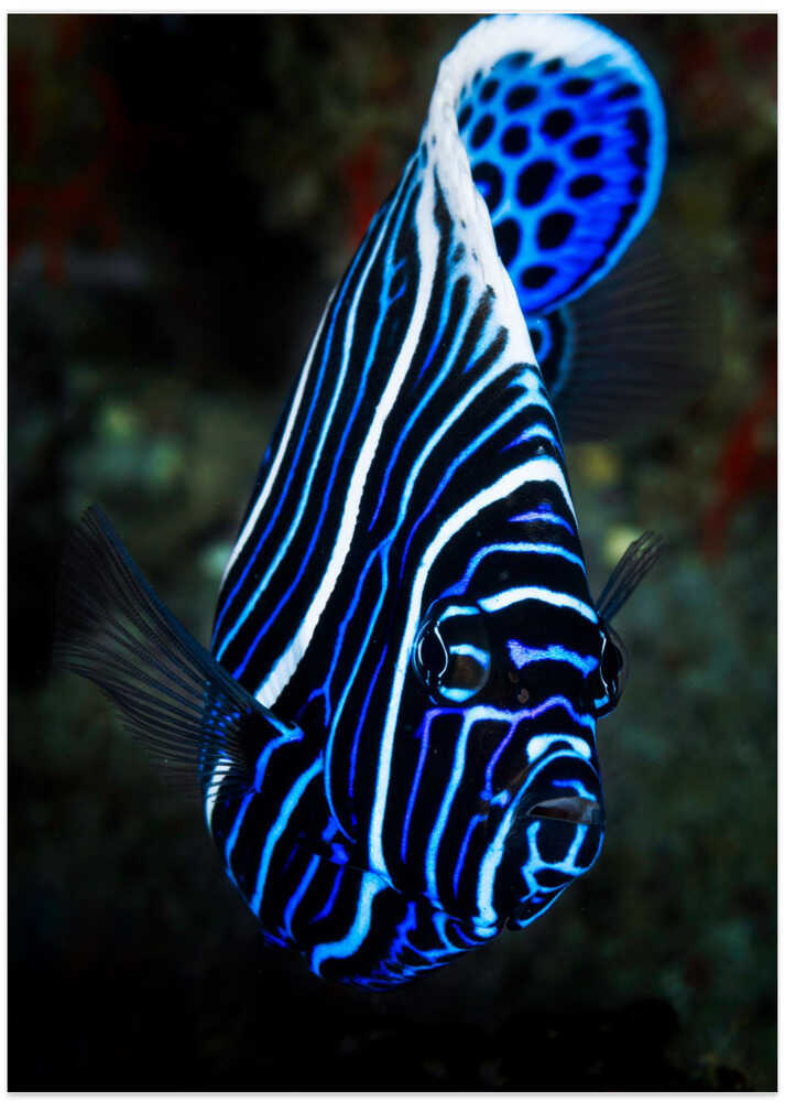 Emperor angelfish
