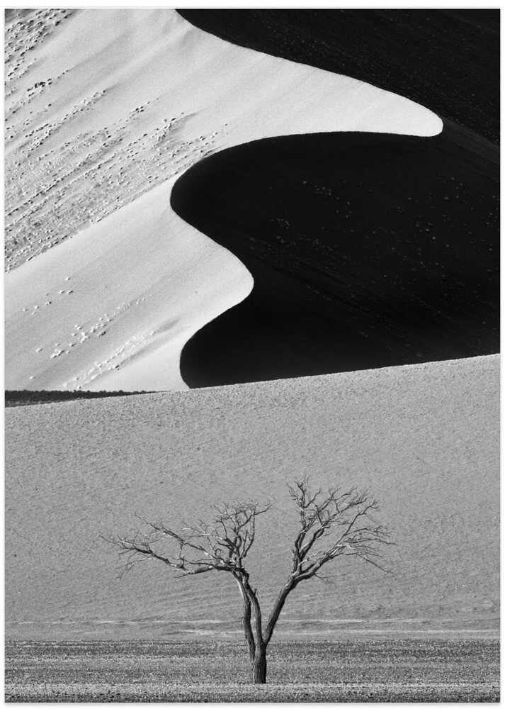 Dune Curves