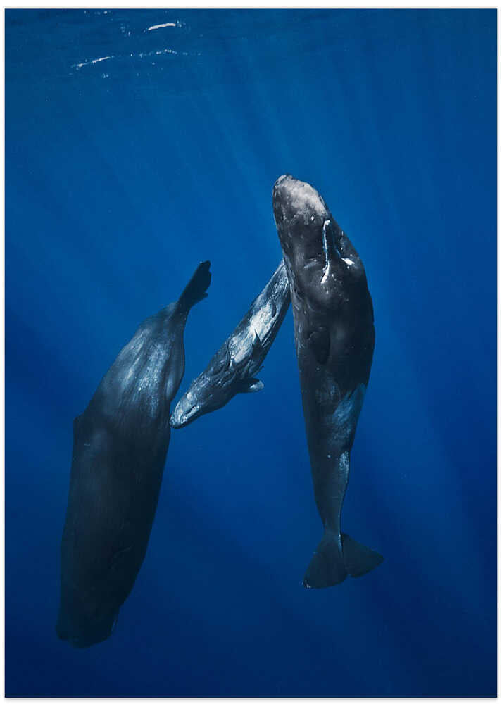 Sperm whale family