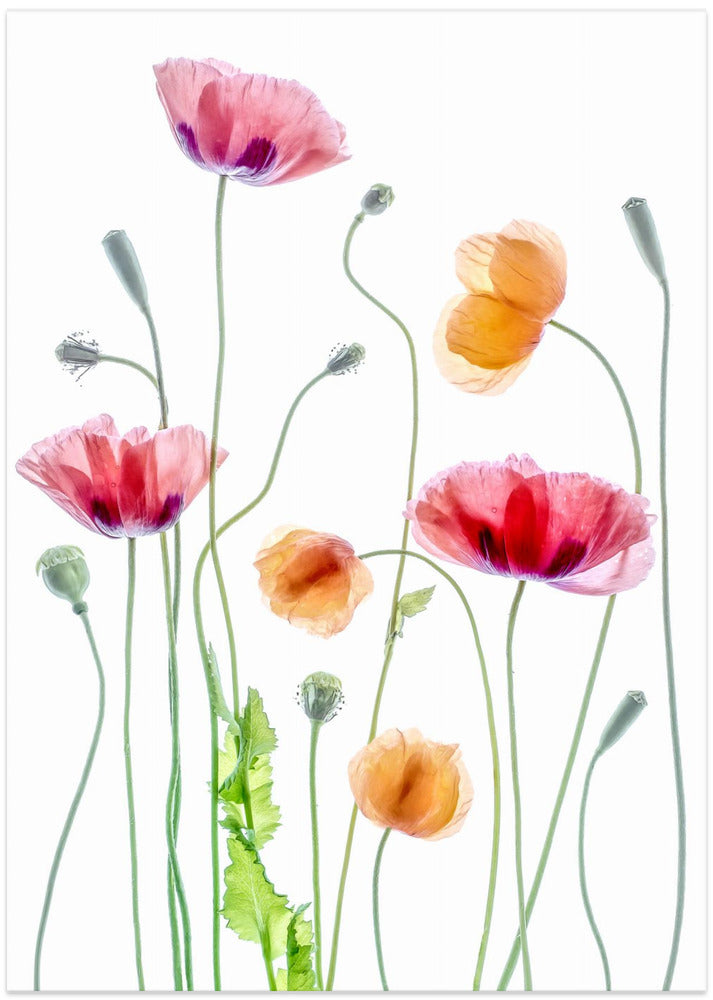 Poppies