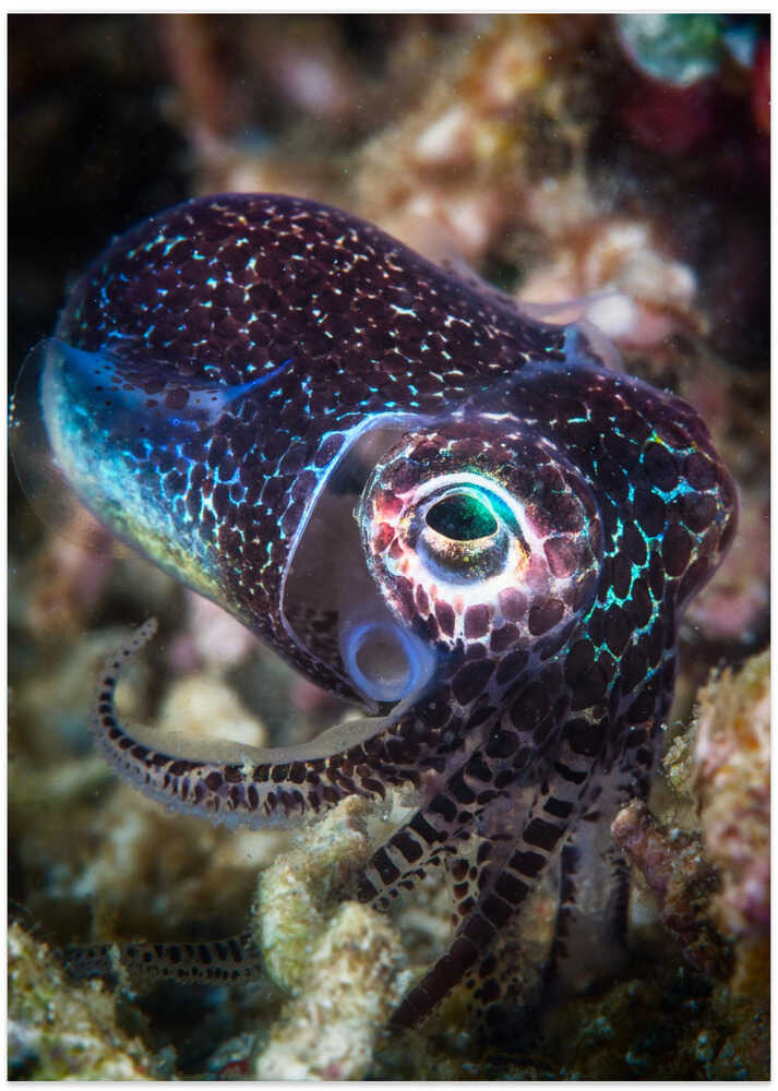 Baby cuttlefish
