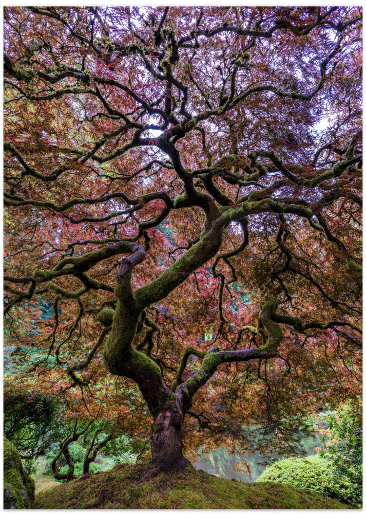 Japanese Maple Tree