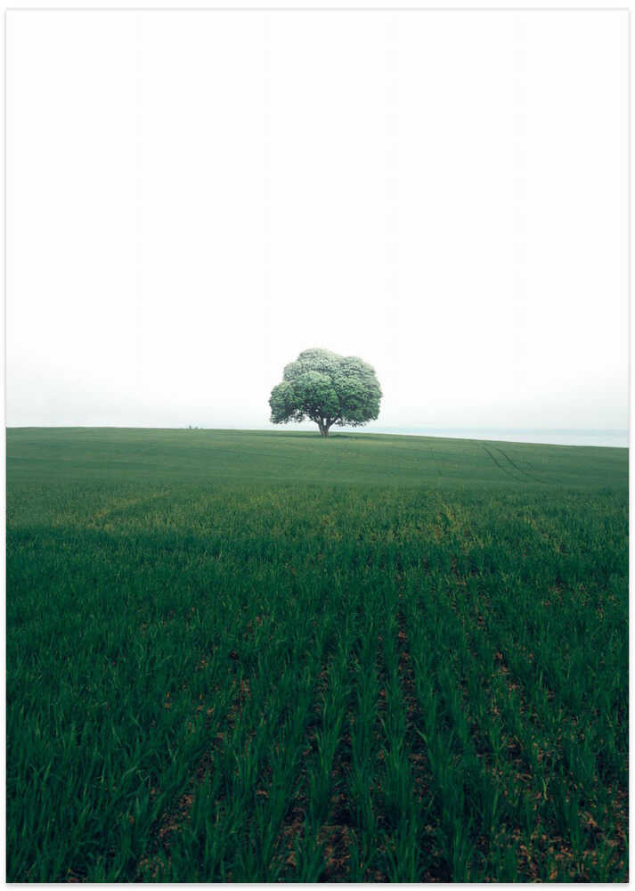 The lonely oak tree