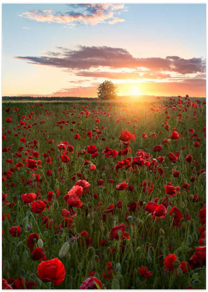 Poppy fields of Sweden