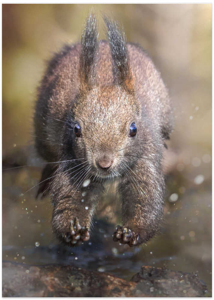 The jump of the squirrel