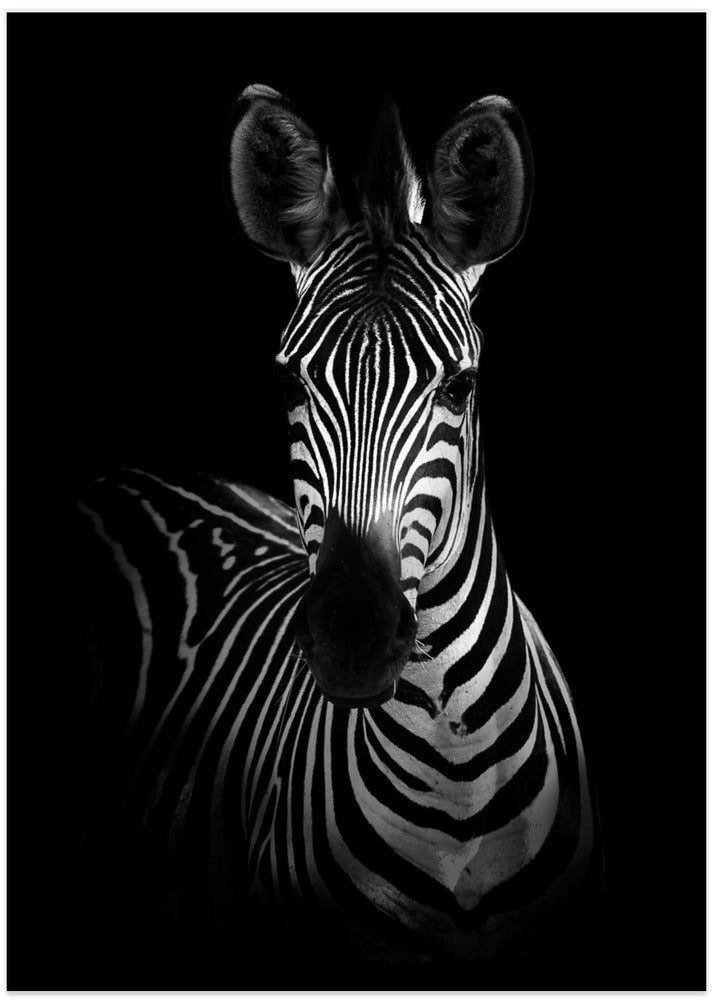 The Zebra