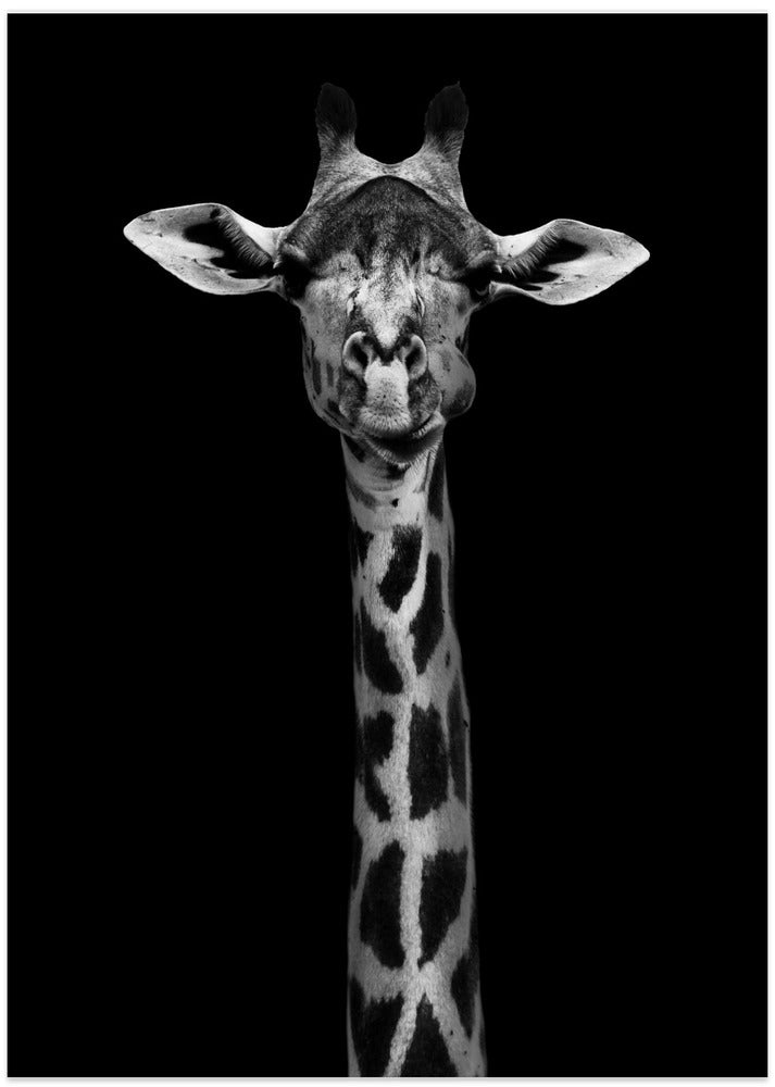 Giraffe Portrait