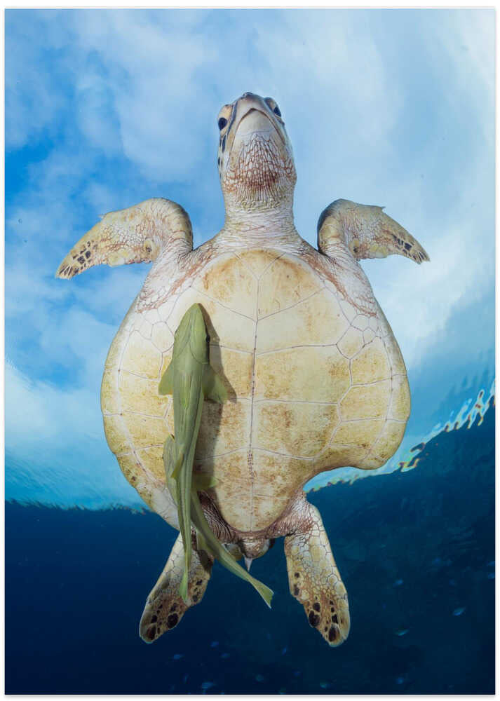 Green Sea turtle survivor