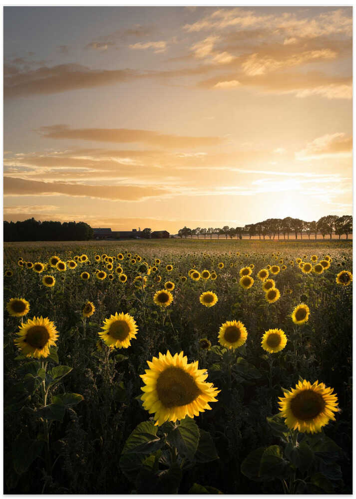 Sunflowerfield in Sweden