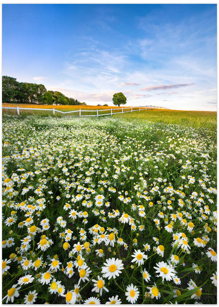 Daisyfield in Sweden