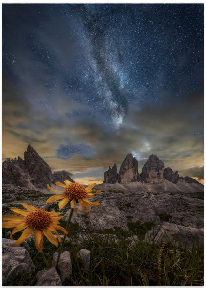 Even the flowers seem to be fascinated by the stars