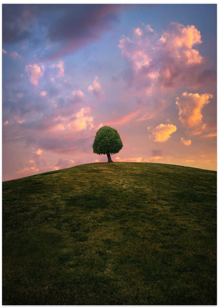 Tree on hill during sunset