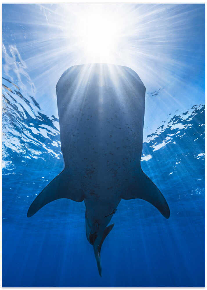 Whale shark and sun
