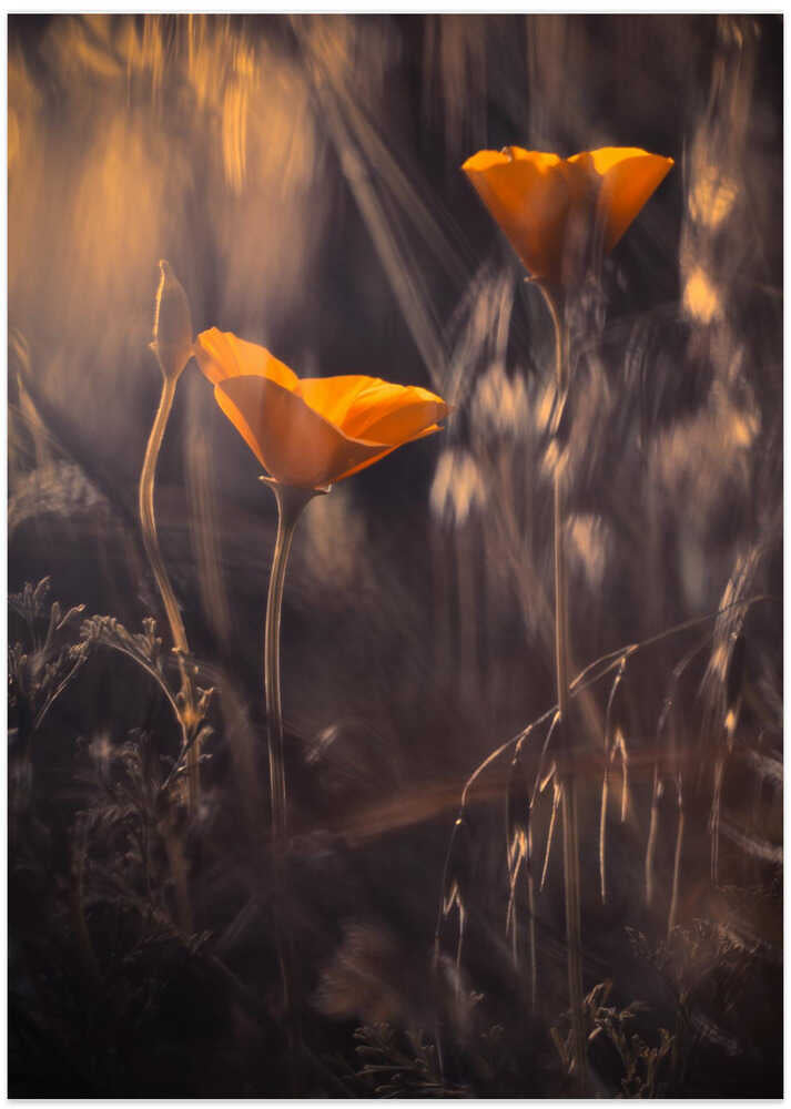 From The Enchanted Secret Garden