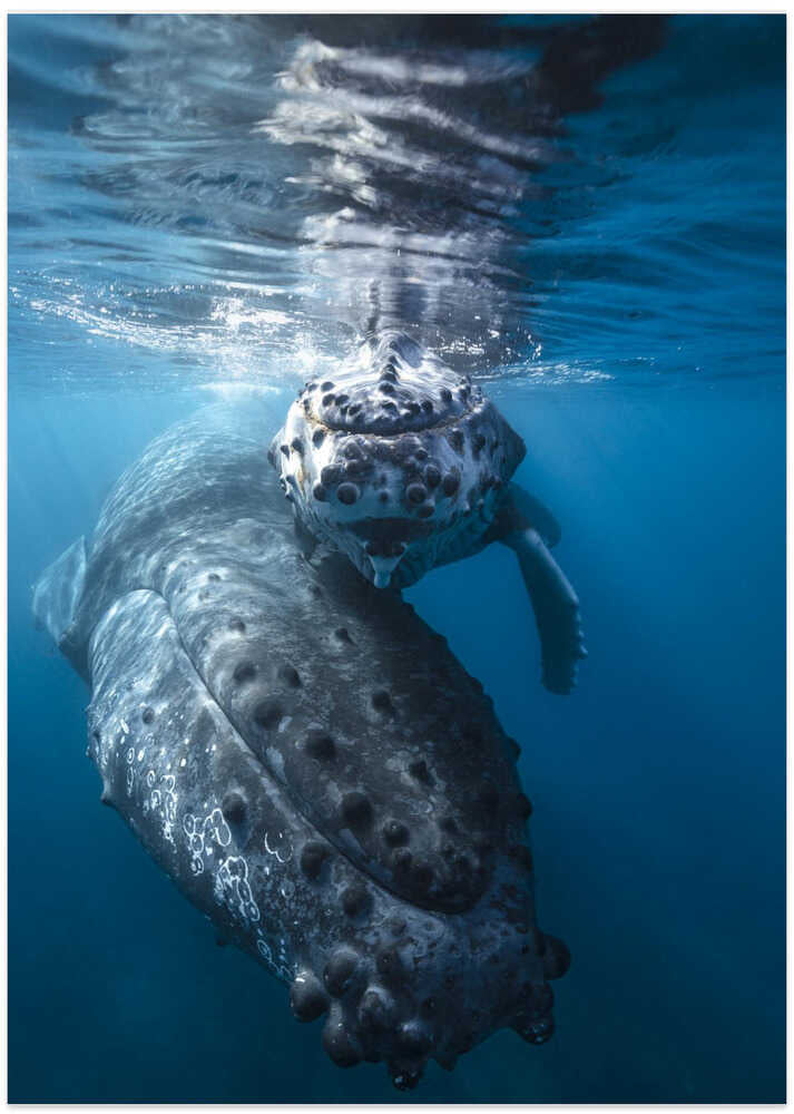 Humpback whale and calf
