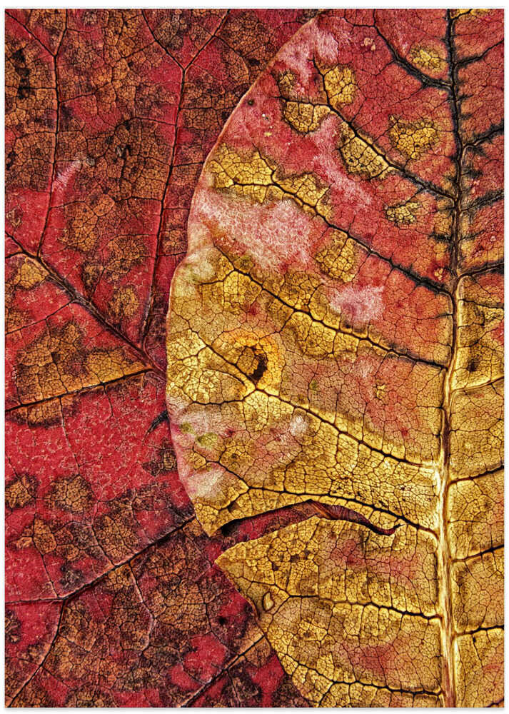 Dying Leaf