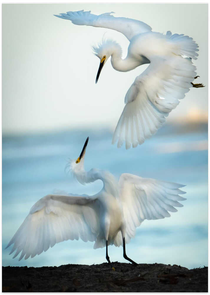 Snowy Egret Tango