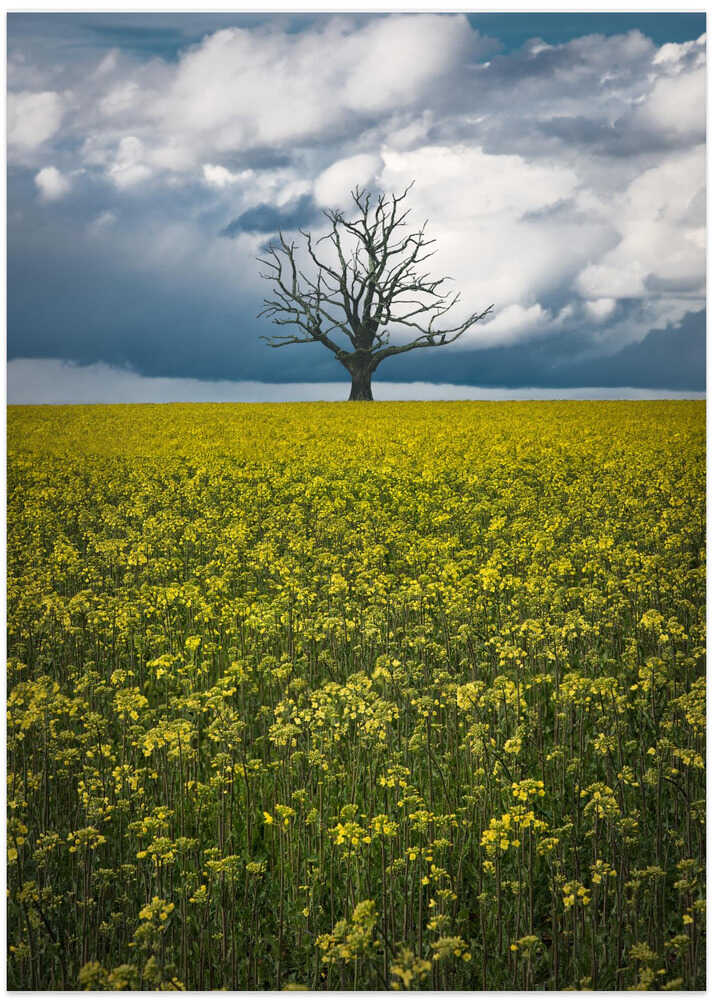 Oaktree on canolafield