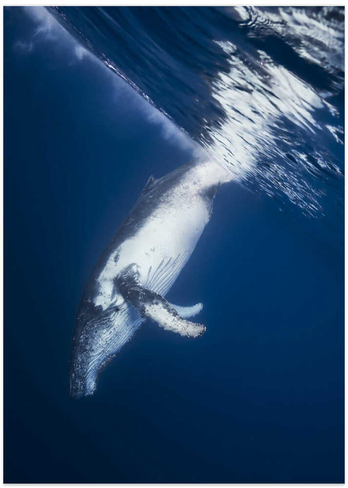 Reversing: Humpback Whale