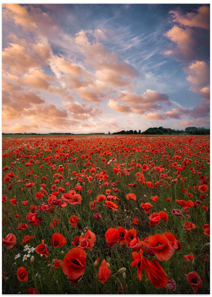 Poppy field in Sweden
