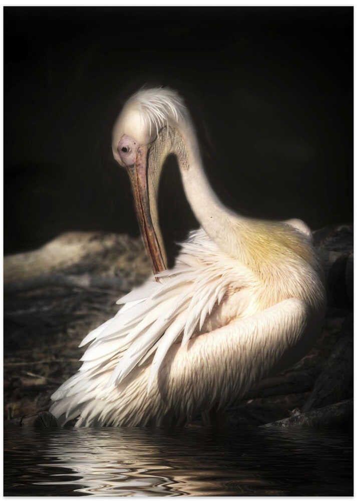 pelican