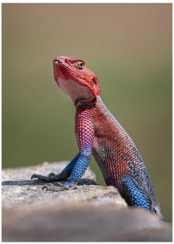 Red-Headed Rock Agama in Kenya