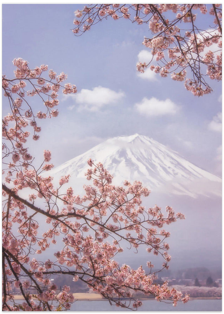 Mt.Fuji in the cherry blossoms