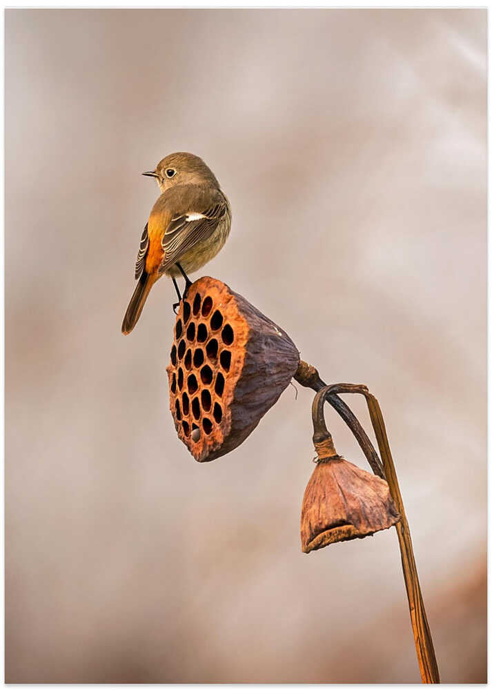 Looking into the distance