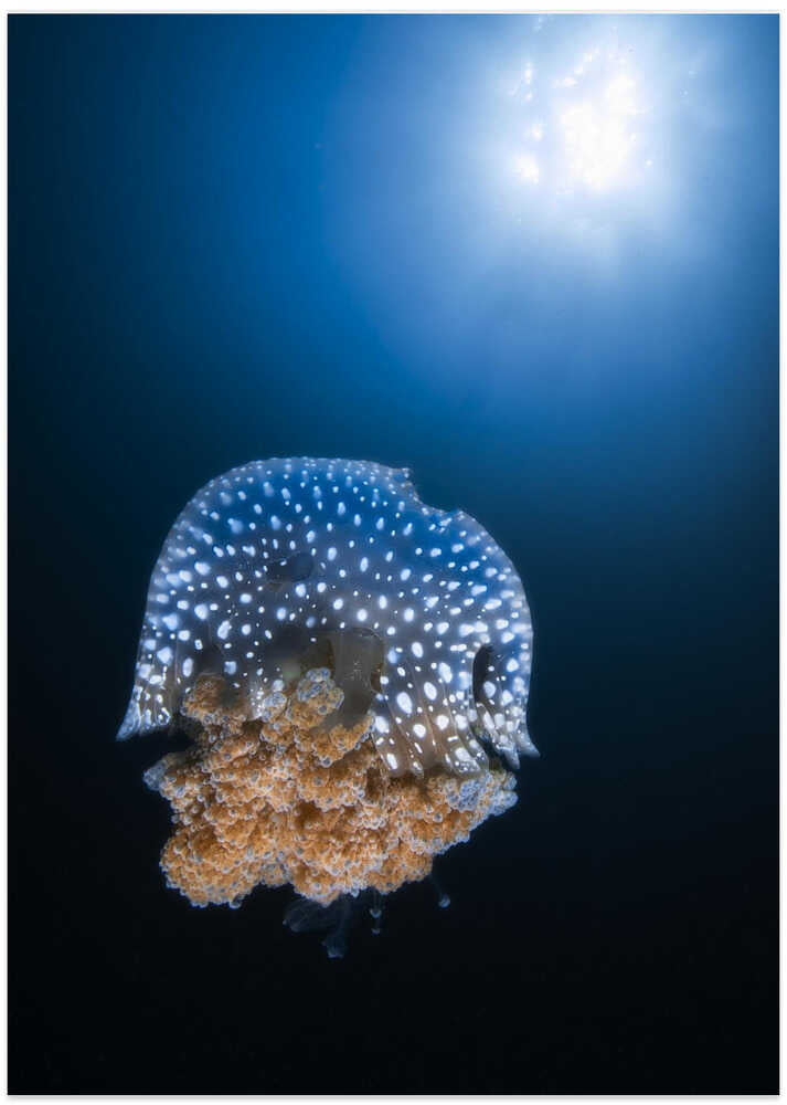 Jellyfish from Tachai pinnacle