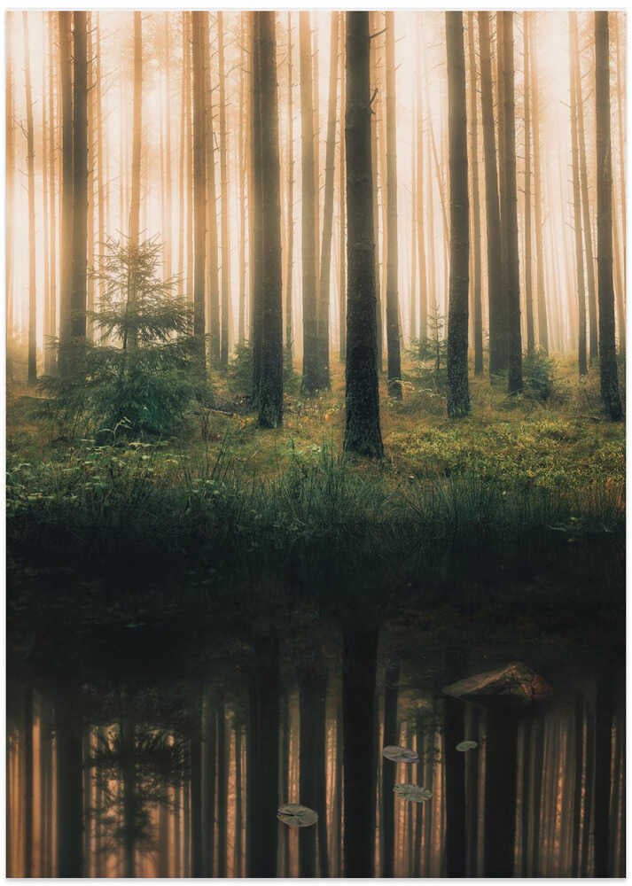 Reflection in the foggy forest