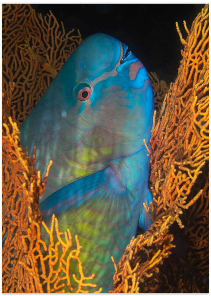 Ember parrotfish