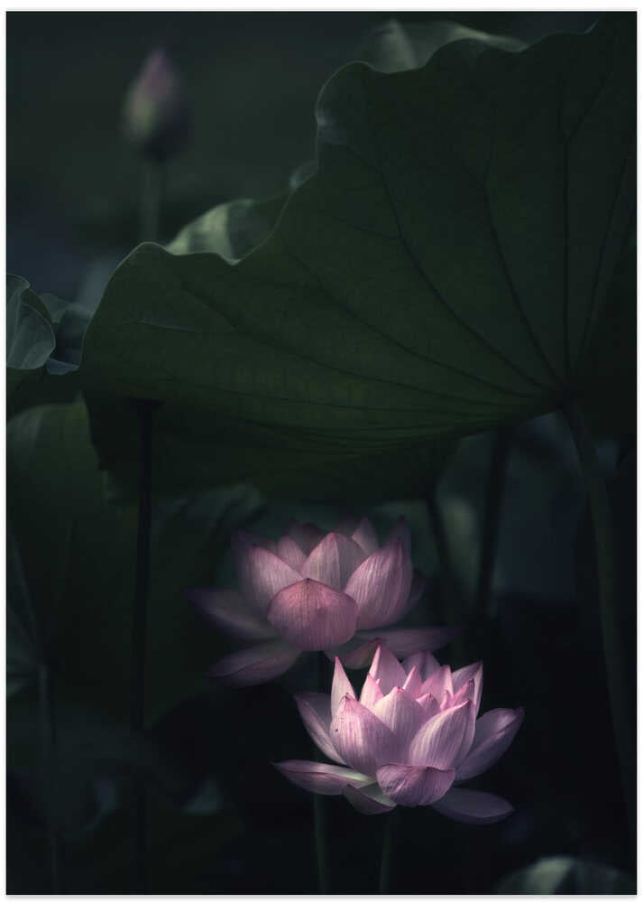 Water Lily