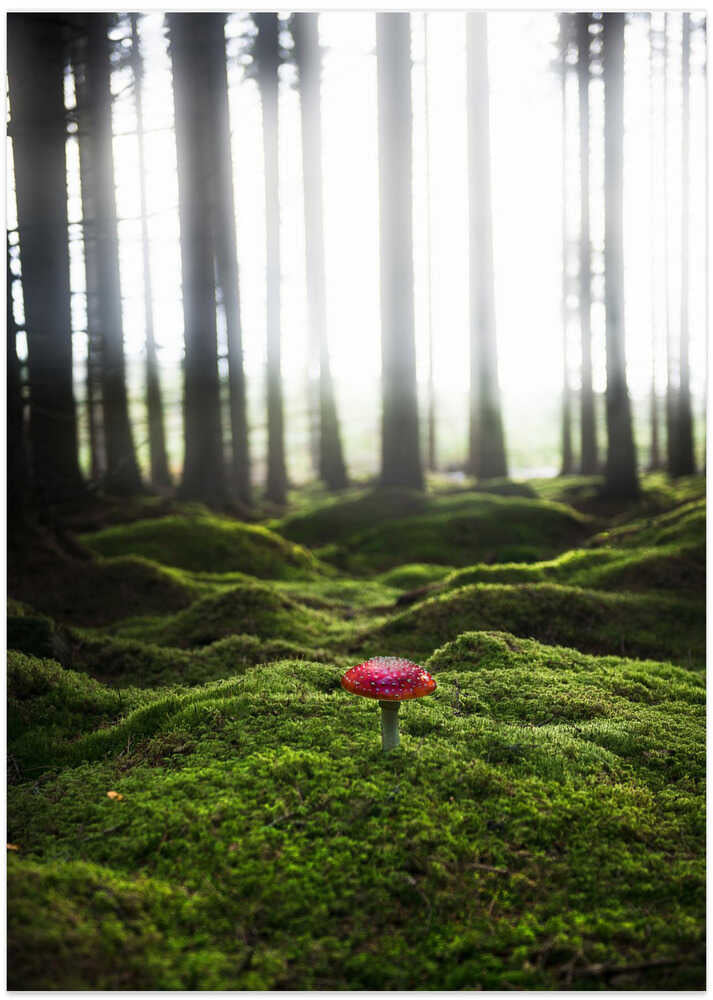 Red mushroom in the green forest