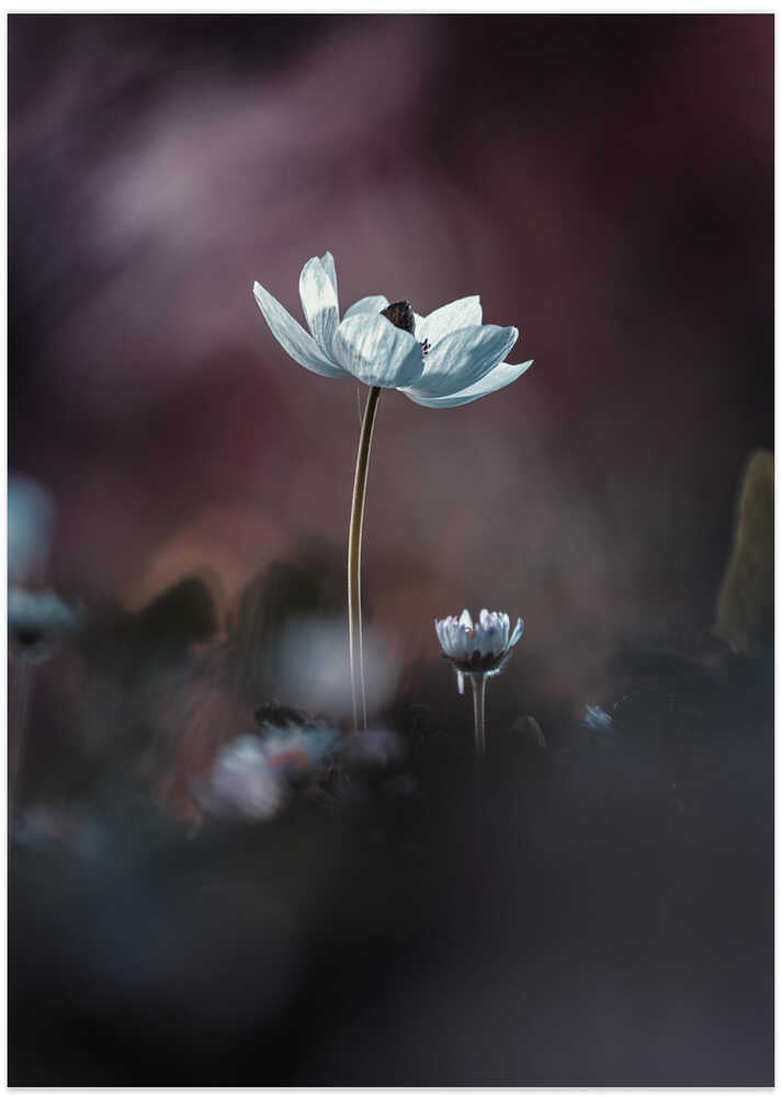 Elles, mes fleurs, émoi