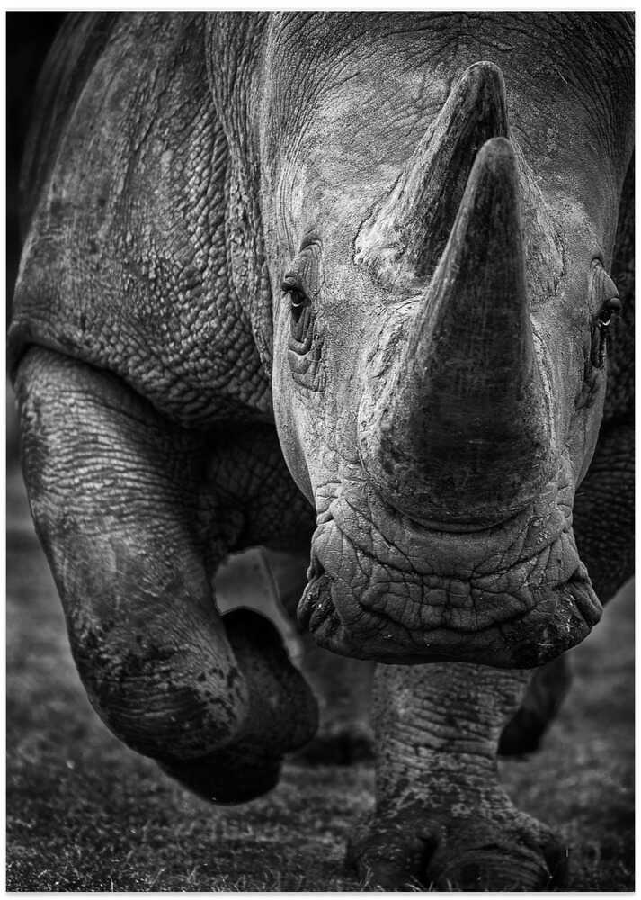 White Rhino on the run!