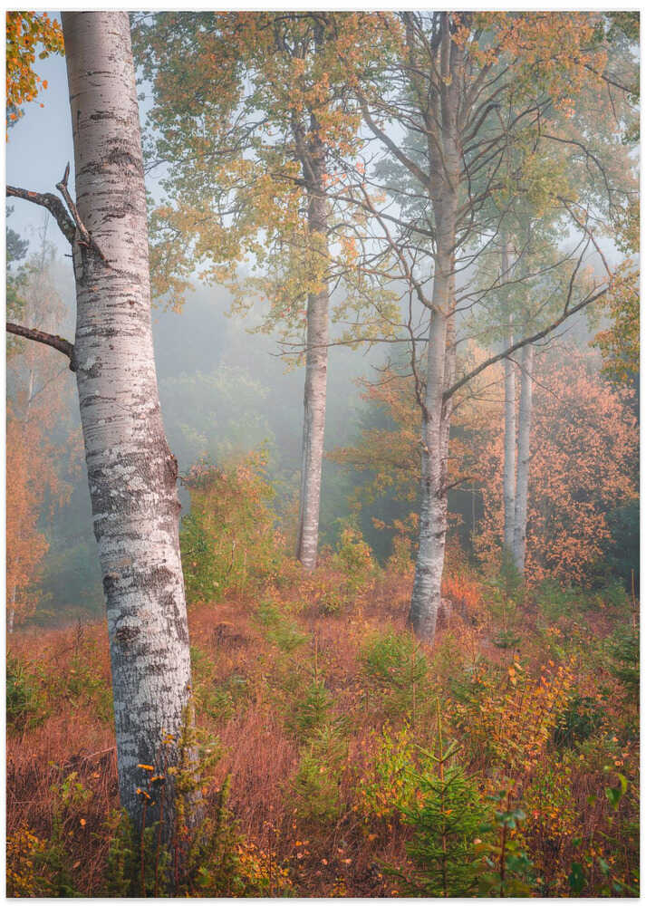 Birchtrees in morning fog