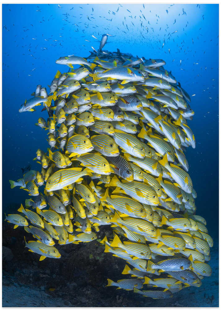 Fish Tower